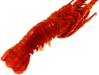 langouste, fond blanc
