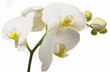 Fototapeta na wymiar Orchid