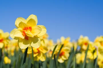 Foto op Aluminium Gele bloem in een veld - Narcissus © Peter Kirillov