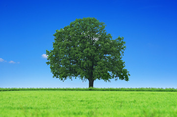 Fototapeta na wymiar Piękne drzewa w krajobrazie