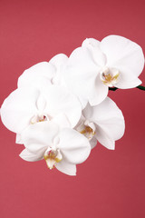 Fototapeta na wymiar White Orchid