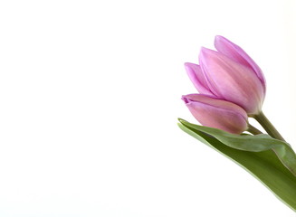 Two pink Tulips isolated on white