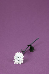 Little delicate white flower on purple background