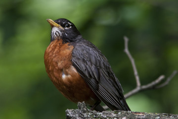 American Robin,Turdus migratorius