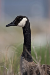 Canada goose (Branta canadensis)