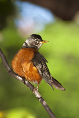 American robin