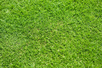 Fototapeta premium Fussballrasen