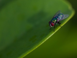Fly sit on the green leaf