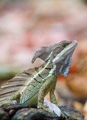 Basilisk or Jesus Christ Lizard (Basiliscus basiliscus)