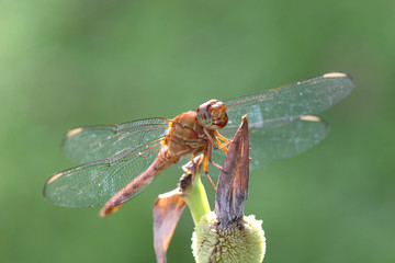 Libellula