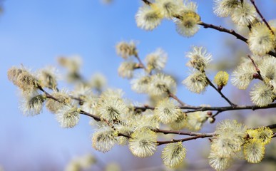 willow tree blossom in spring