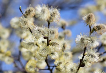 willow tree blossom