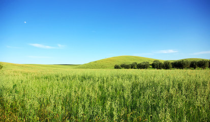 Green wheat field.