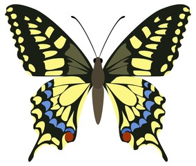 Papilio machaon