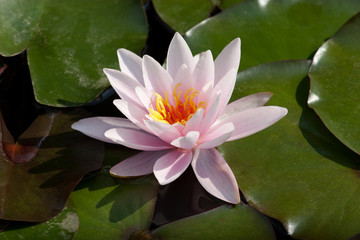 Waterlily