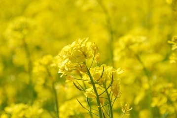 Obraz premium 菜の花