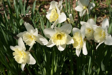 Fototapeta premium daffodils