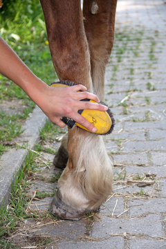 Schlanke Pferdebeine