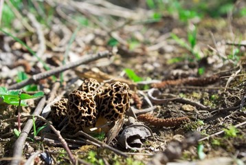 morilles