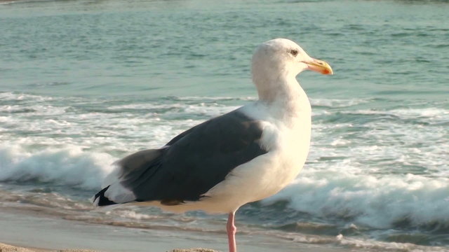 Seagull - HD