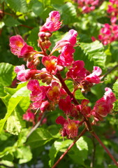 Flower of the horse-chestnut tree