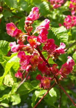 Flower of the horse-chestnut tree