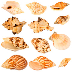 Seashells collection.