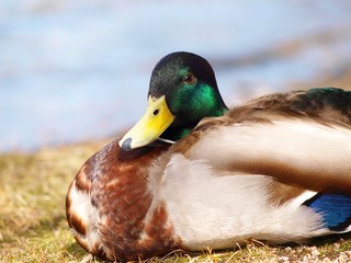 Obraz premium male mallard duck resting on the river bank