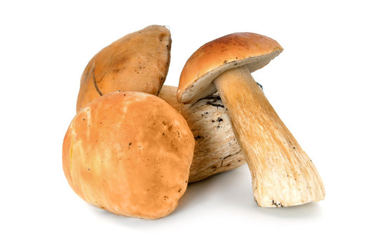 forest mushrooms boletus