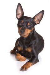 Pinscher puppy on white background