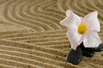 Steine Hot Stones mit Dipladenia und Wassertropfen  auf Sand