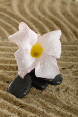 Steine Hot Stones mit Dipladenia und Wassertropfen  auf Sand