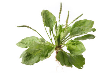 plantain © chungking