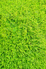 Exploding vivid green shrub hedge