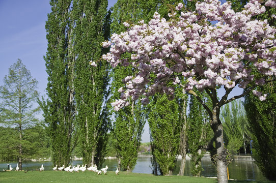 Cerezo ornamental (Prunus serrulata "kanzan")