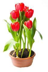 red tulips