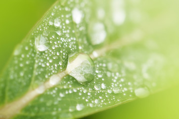 水滴と葉