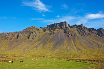 Some sheeps in the meadow, East Fjords, Iceland