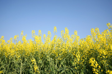 Raps Feld