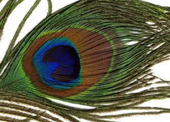 Obraz premium macro shot of feather