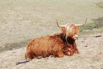 Schottisches Hochlandrind