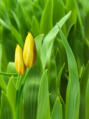 Flowers  tulips  yellow  petals