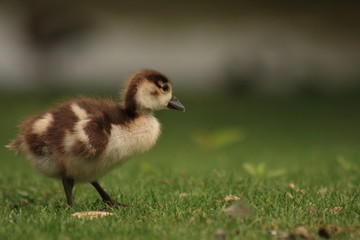 Küken