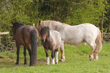 Obraz na płótnie Canvas Three ponies sheltering under a hedge