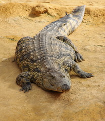 Crocodile à l'affût
