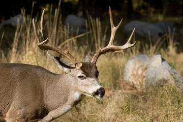 Deer