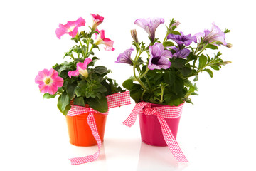 Petunia in colorful buckets with ribbon