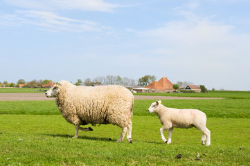 Sheep and lambs