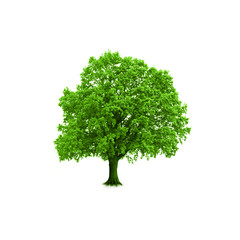 Fototapeta premium freigestellter Baum