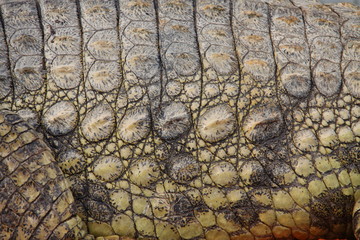Peau de crocodile